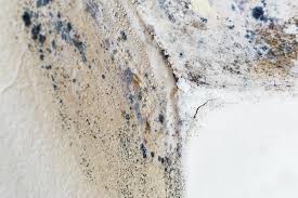 Environmental Consulting for Mold Prevention in Coeur Dalene, ID